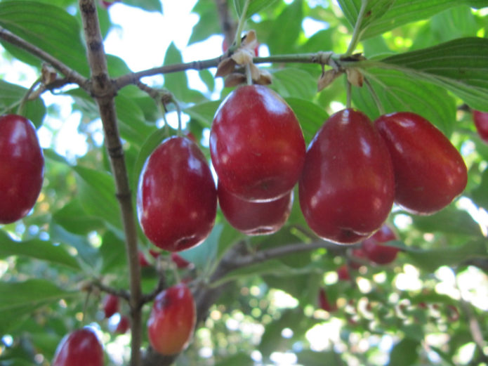 Κοράλλι Dogwood