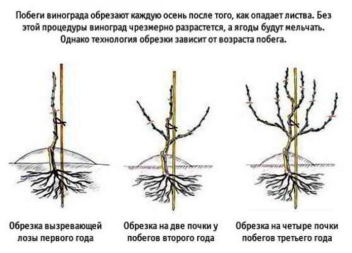 Rysunek przycinania winogron