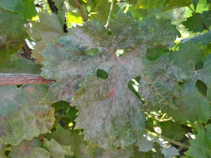 Grape leaves affected by powdery mildew