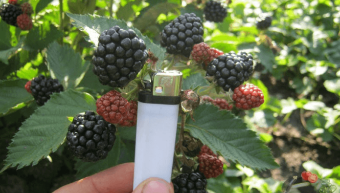 „Blackberry Jumbo“