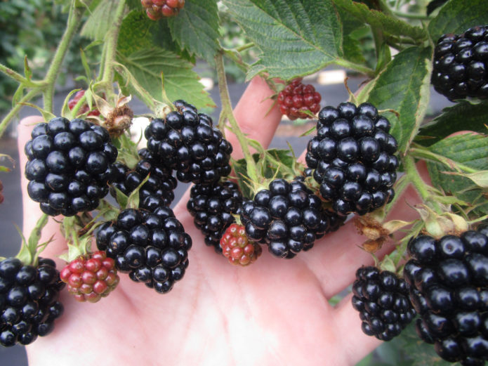 Blackberry Loch Vidám