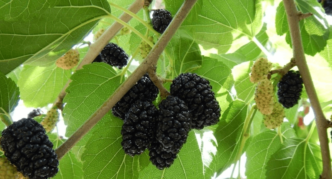 Rama de morera blanca con frutos negros