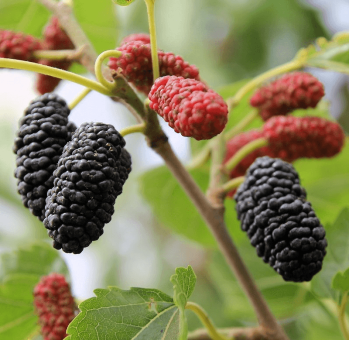 Baronessa nera di gelso