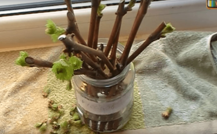 Cuttings after removing excess shoots