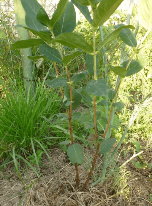 diviser le buisson de chèvrefeuille