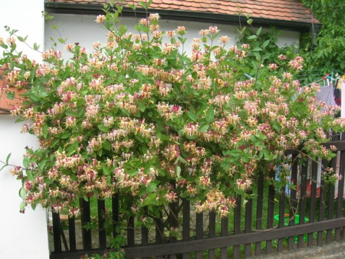 honeysuckle sa timog na bahagi ng bahay