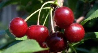 Cherry variety Bystrinka