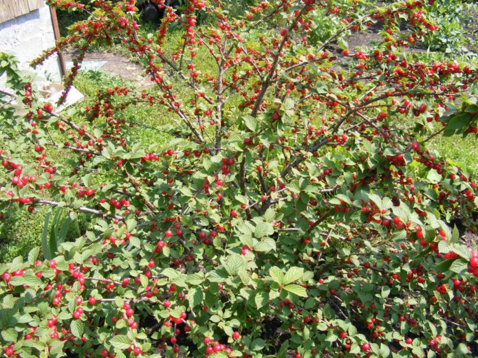 Cereza de fieltro