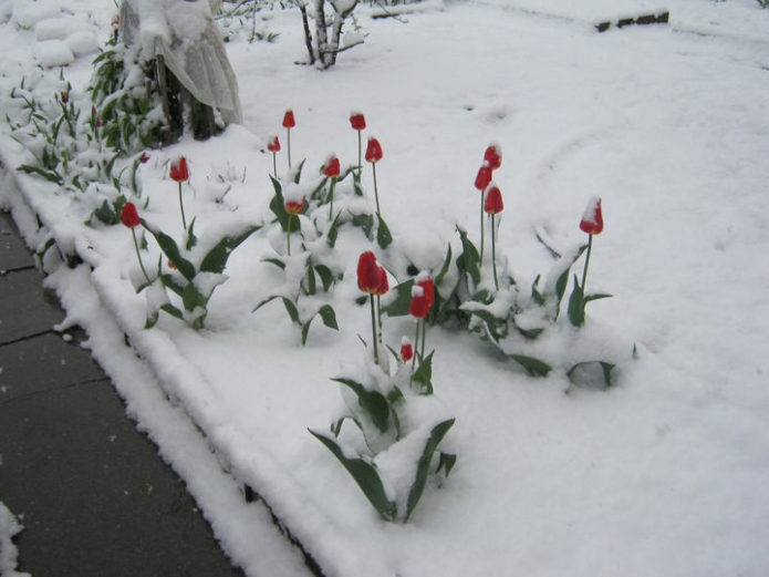 Neve no final de maio