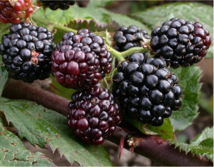 „Blackberry Thornfree“