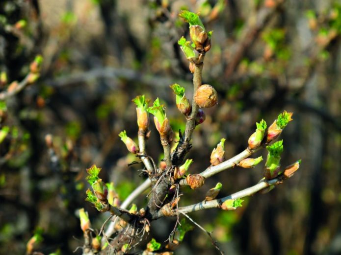 Botões de groselha afetados por ácaros renais