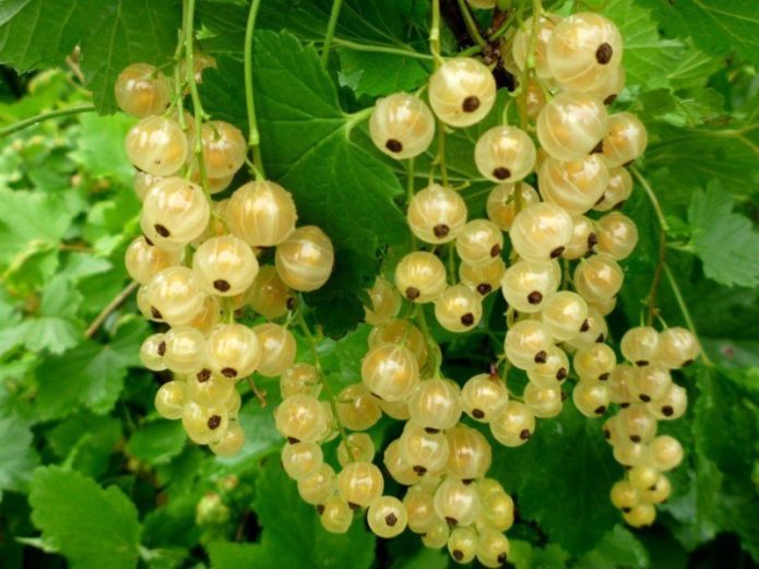 White currant