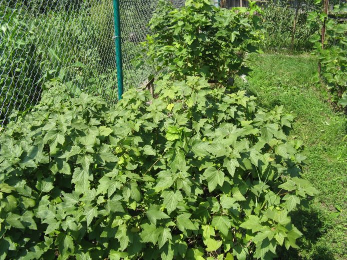 Thickened currant bush