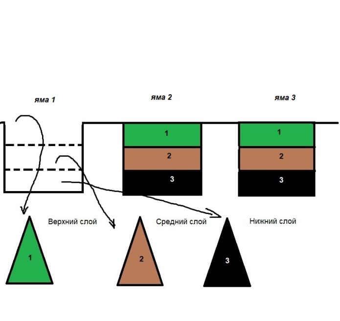 The first stage of the plantation