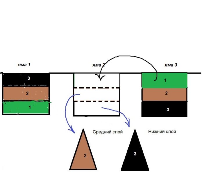 The third stage of the plantation