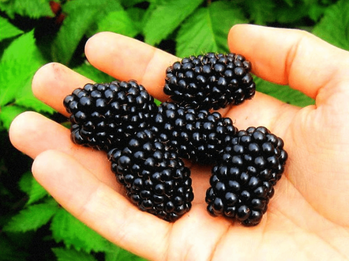 „Blackberry Cacanska Bestrna“