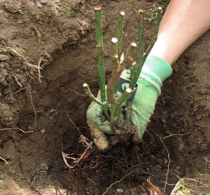 Rosehip seedling