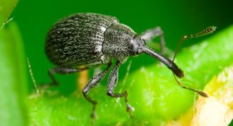 Strawberry raspberry weevil