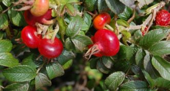 Rosehip fruits wrinkled