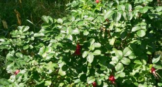 Rosehip bush