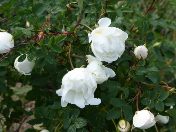 Rosehip in Memory of Hasanov