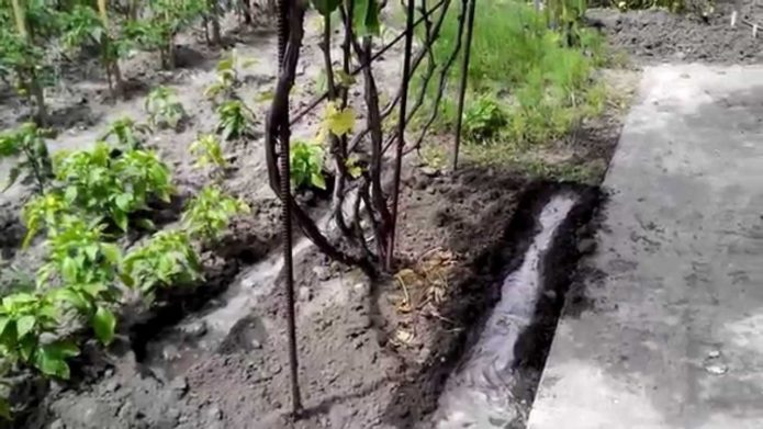 Watering the grapes in the trench