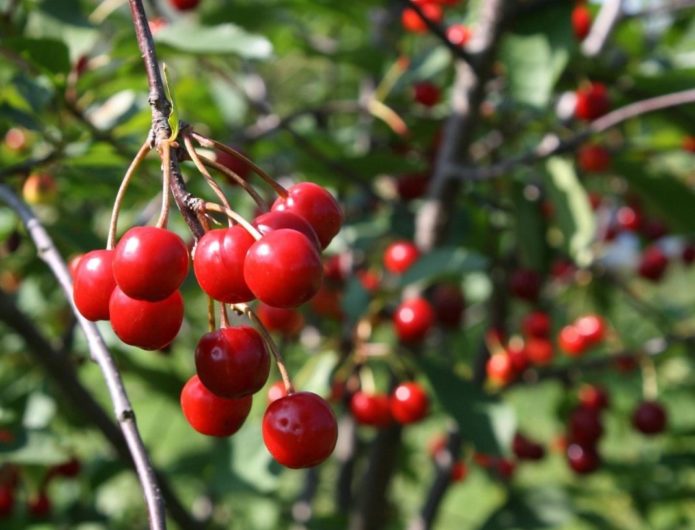 Třešňové odrůdy pro pěstování ve středním Rusku: samoplodná, sladká, keřová, podměrečná a trpasličí