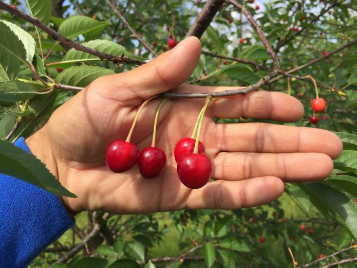 Cereza Novodvorskaya