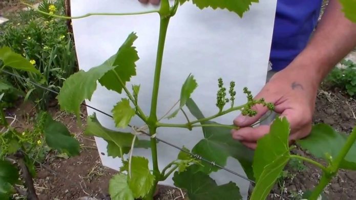 Bourgeons sur le beau-fils de raisin