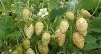 Fragola Giallo Miracolo