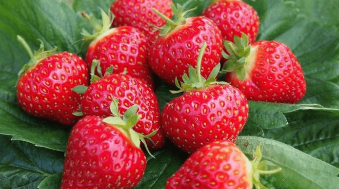 Garden strawberry