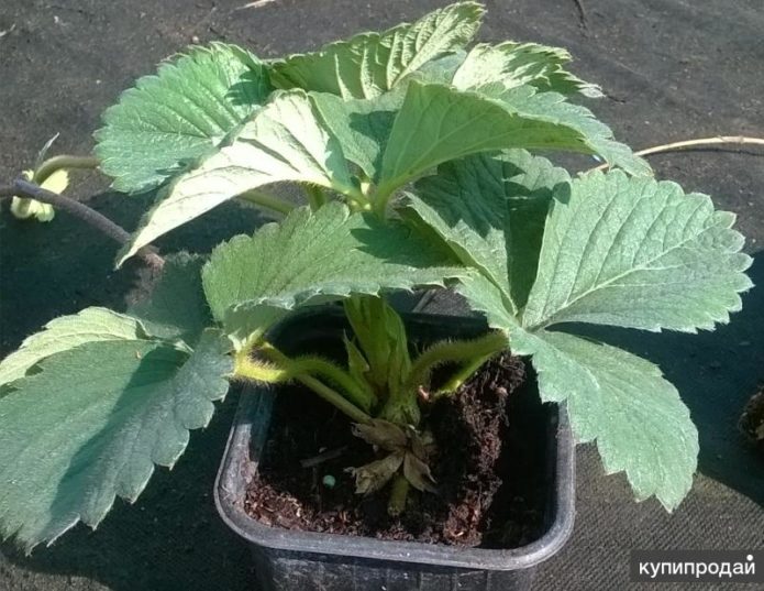 Strawberry seedlings