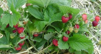 Les fraises d'Ali Baba