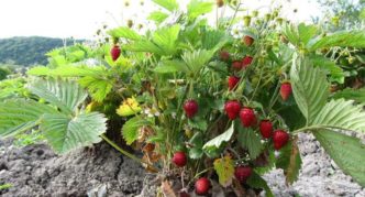 Erdbeer-Wald-Geschichte