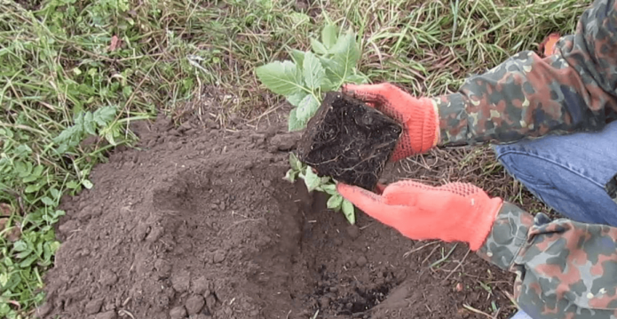 Mudas de amora preta com torrão de terra