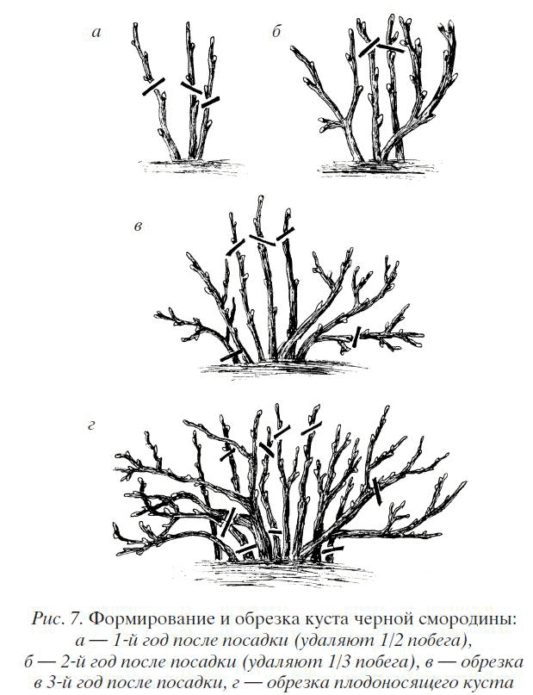 poda de groselha para 5 botões