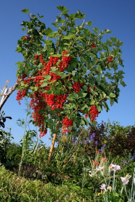 currant on a trunk