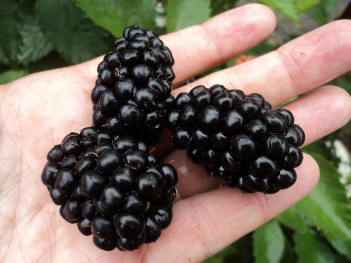 Polārais Besshipless Blackberry