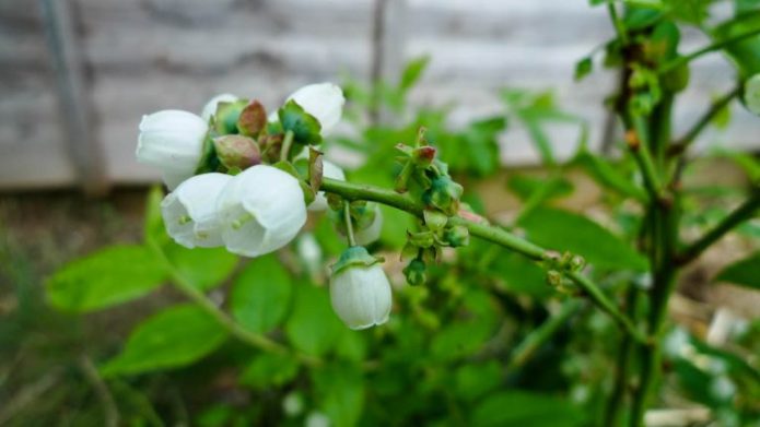 Myrtille en fleurs