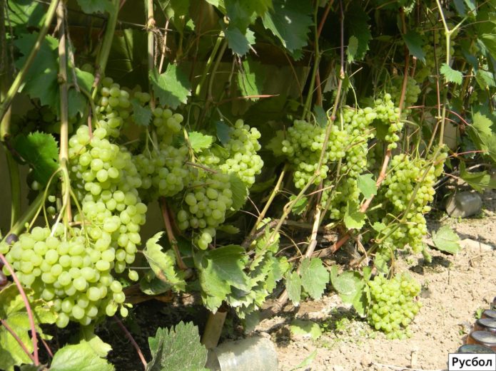 Rusbol grape bushes