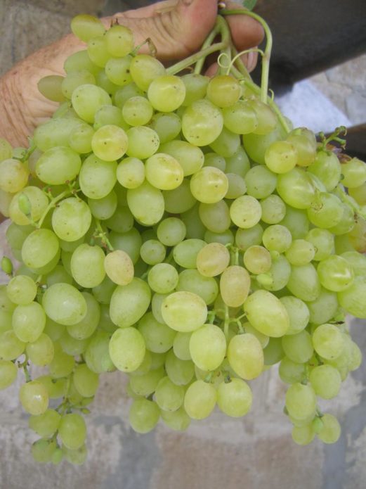 Cacho de uvas Rusbol