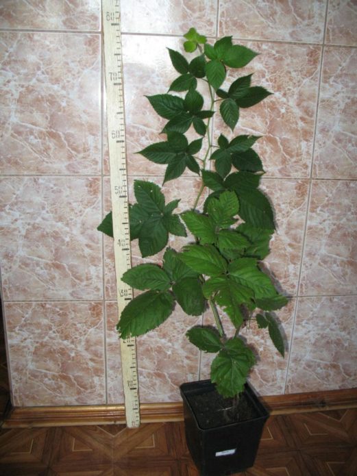 Plantón de mora de raíz cerrada