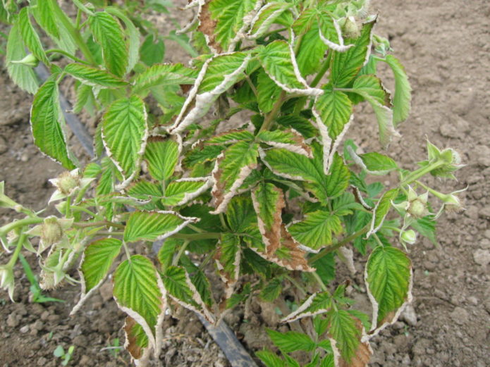 Curling leaves