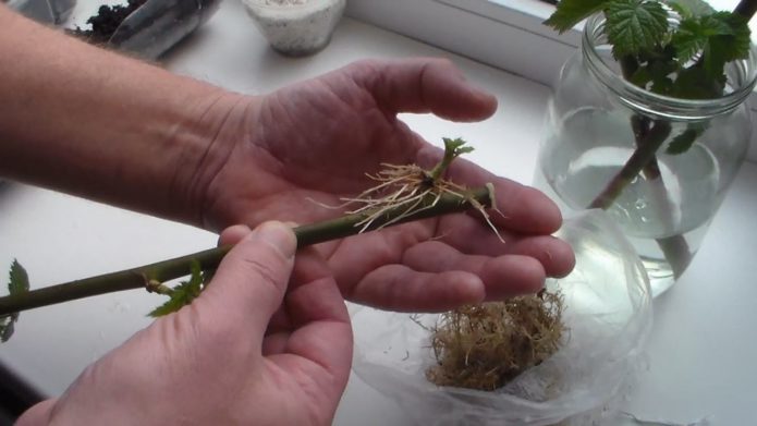 Lignified blackberry cuttings