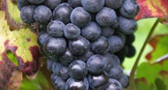 Pinot meunier (Pinot meunier)