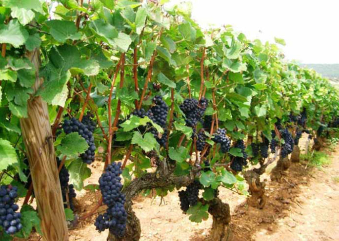 Pinot noir grapes