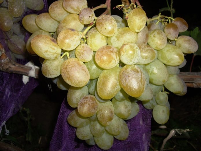 Cacho de uvas maduras Bogatyanovsky