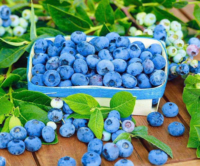 Blueberry Patriot to nie tylko jedna z wysokich rodzin, ale najlepsza z nich