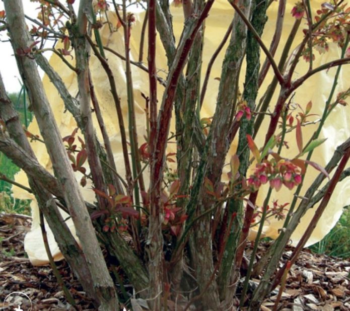 Anti-aging pruning