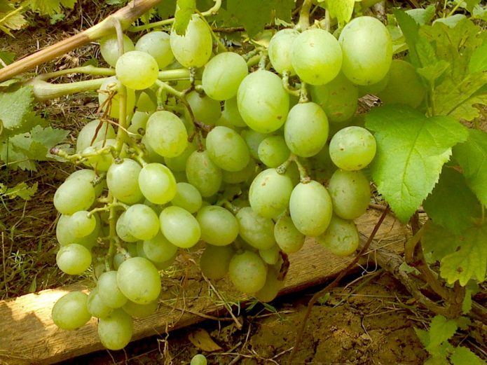 Ripe bunches of grapes Gift to Zaporozhye